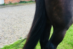 stable